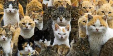 El lugar donde viven más gatos que personas