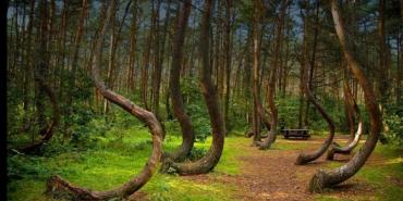 Los bosques más raros del mundo