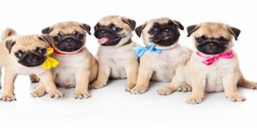 Las 10 mascotas que no causarían problemas en una copropiedad