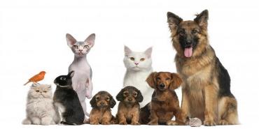 Mascotas felices en tu nuevo hogar