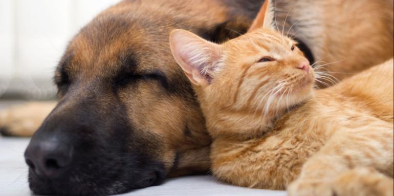 Precauciones para dejar las mascotas solas en casa